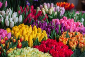 festival del tulipan